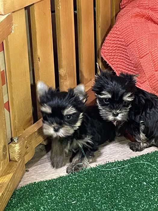 Маленькі супер йорки