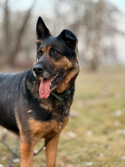 Cudowna sunia w typie ON !