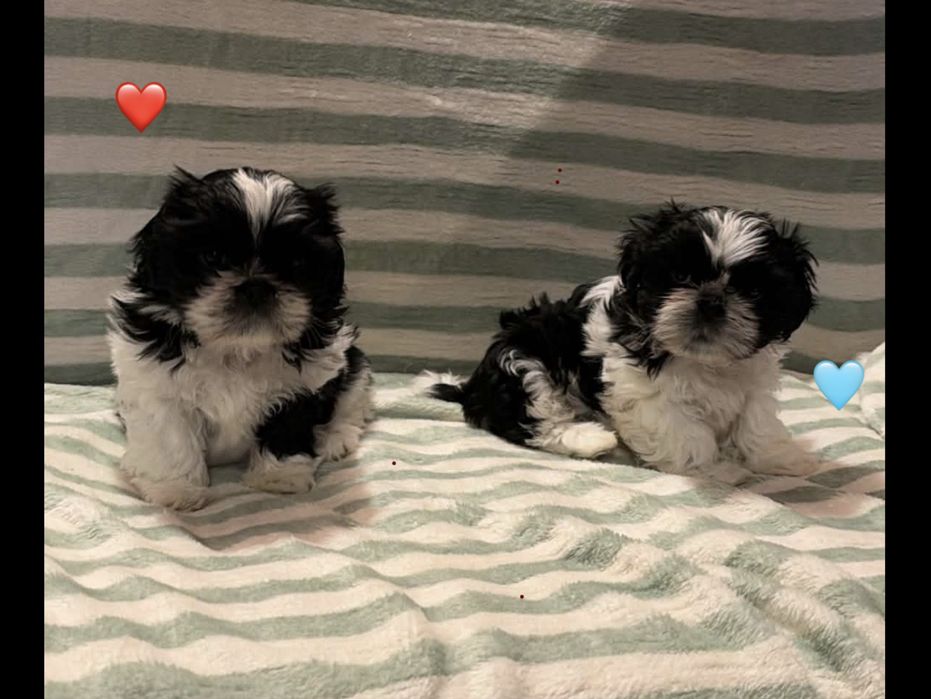 Szczeniaki shih tzu