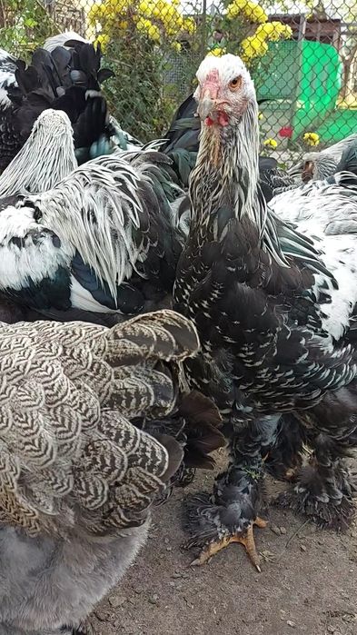 Півні темної брами