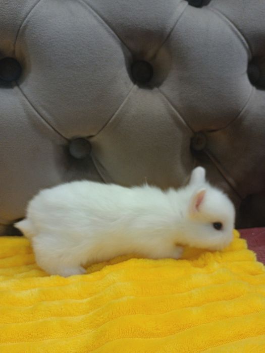 Карликові кролики,міні кролики,мініатюрні кролики,карликові міні кроли