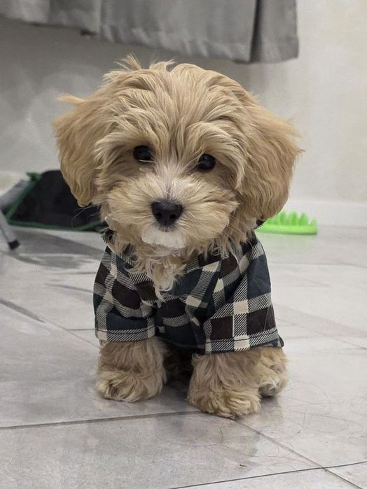 Мальтипу — собака для душі