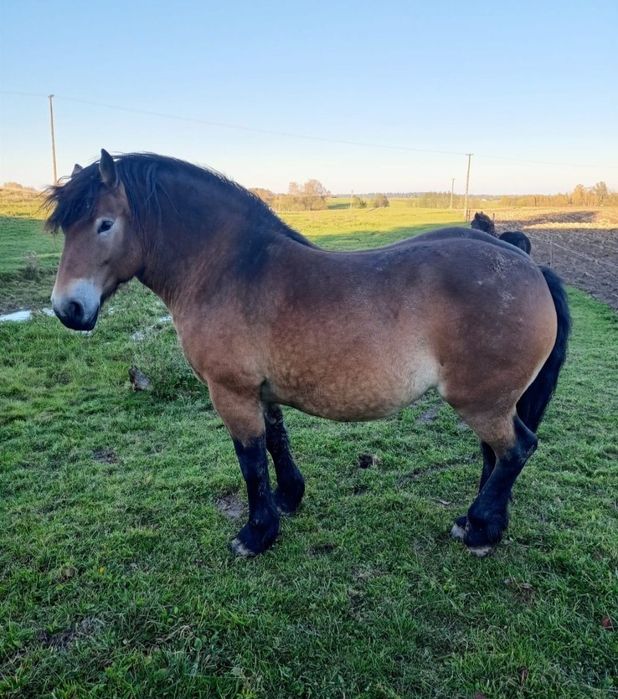 Klacz zimnokrwista źrebna