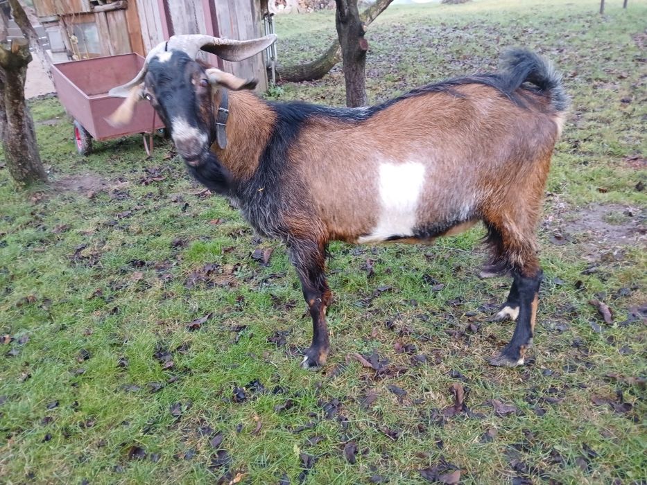 Kozioł anglonubijski 75%