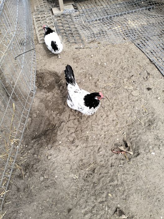 Jajka legowe Lakenfelder,