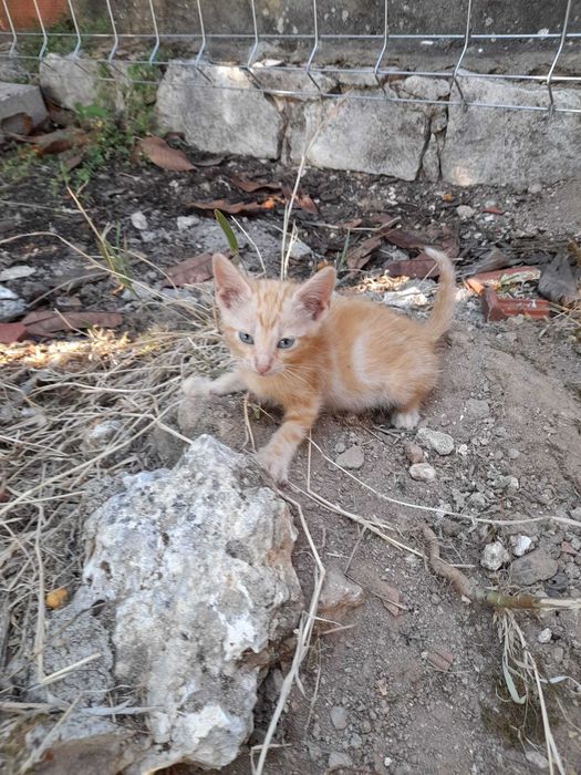 Gatinhos "Raios de Sol" prontos para adoção