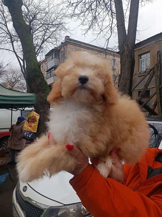 Мальтипу парень Одесса