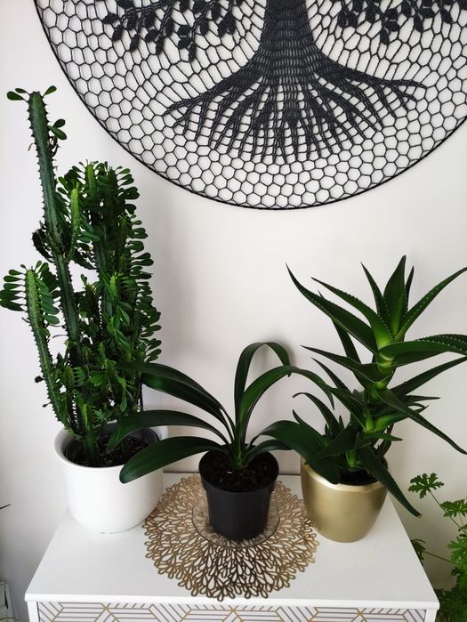 Drzewka szczęścia - Kwiaty  domowe