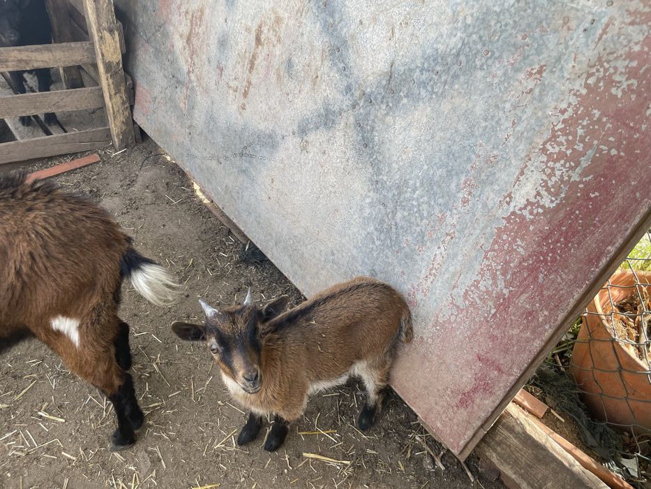 Cabras / bodes anãs