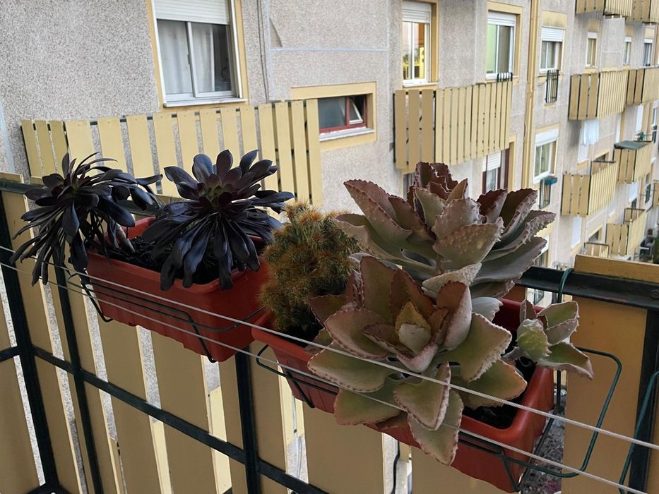 Vasos de plantas com suporte