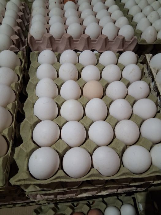 Wiejskie jajka świeże białe