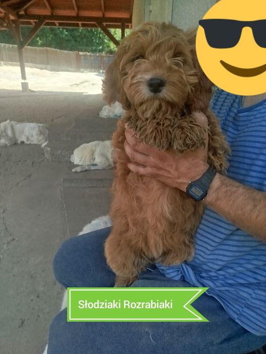 Goldendoodle f1b