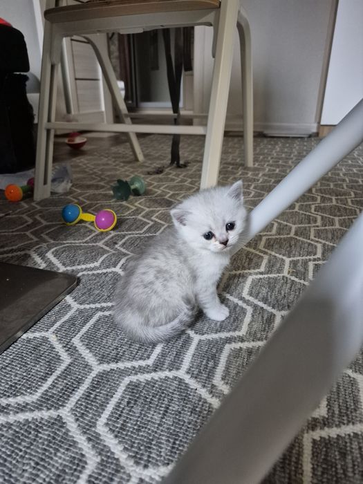 Шотландські кошенята срібна шиншила шотландский котёнок шиншилла