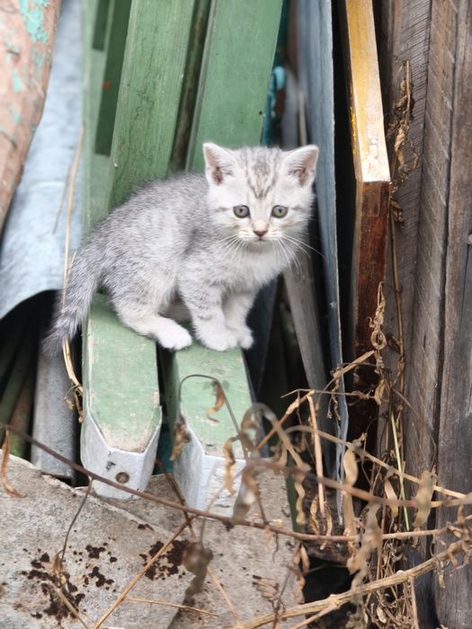 Грайливі кошенята