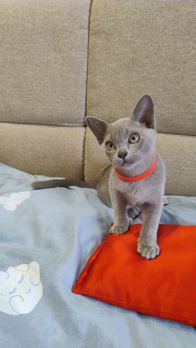 Європейська Бурма, блакитні кошенята