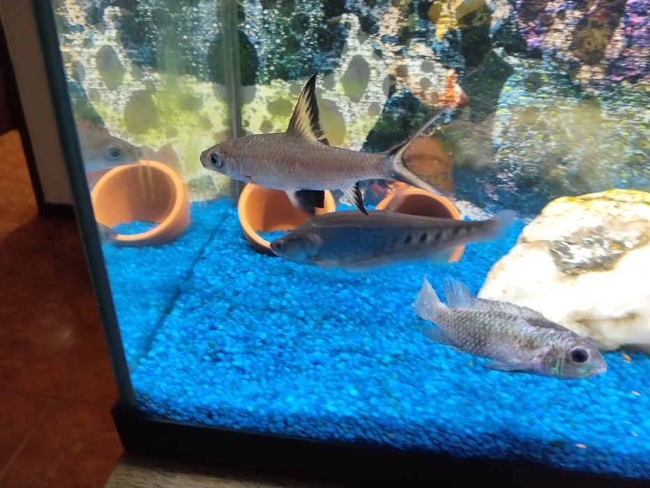 Vendo ou troco peixes ver anúncio obrigado