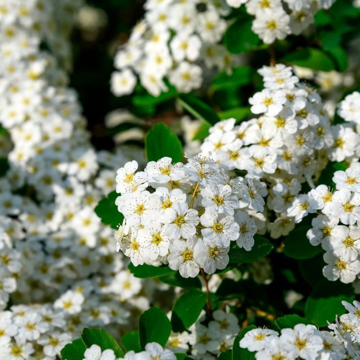 Саджанці спіреї білої ОПТ–Роздріб / Саженцы спиреи белой ОПТ–Розница