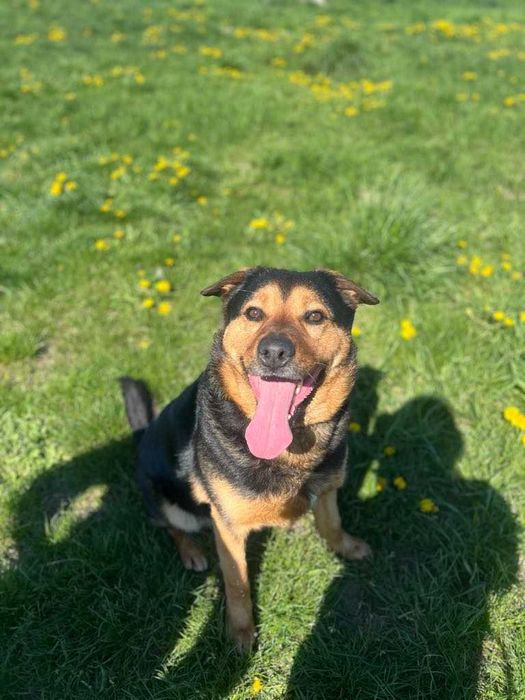 Ramzes - aktywny, mądry pies.