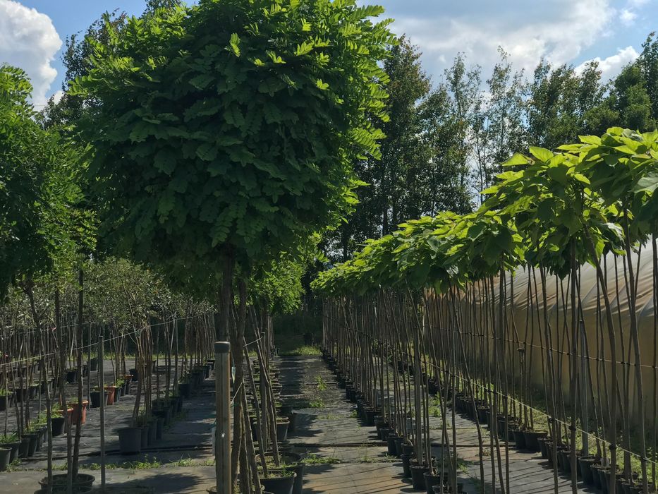 Akacja kulista Umbraculifera 200 cm obwód pnia 12 cm cena 280 zł