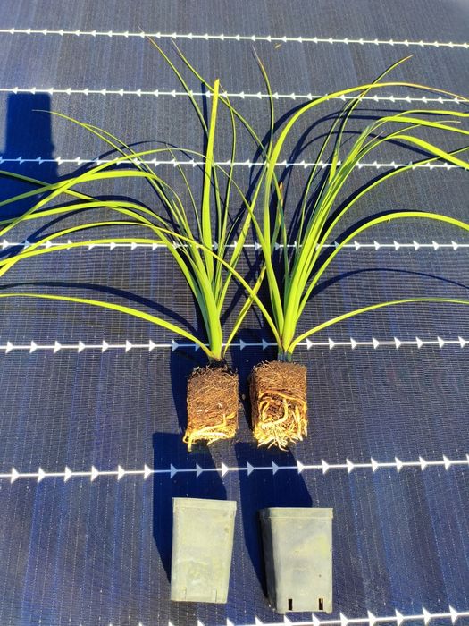 Nolina Hibernica Mrozoodporna (- 15 ) jak juka yucca kordylina palmy