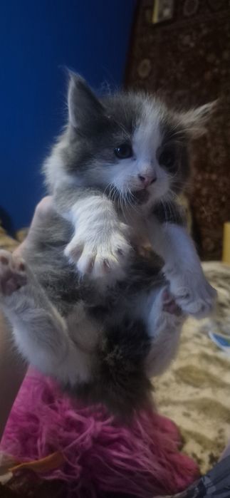 Отдам домашних котят