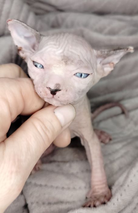 Sfinks Kanadyjski, kocurek