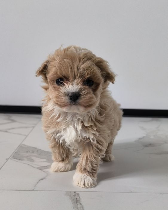 Maltipoo suczka szczeniak