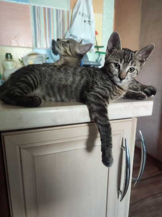 Котики шукають найкращі родини.