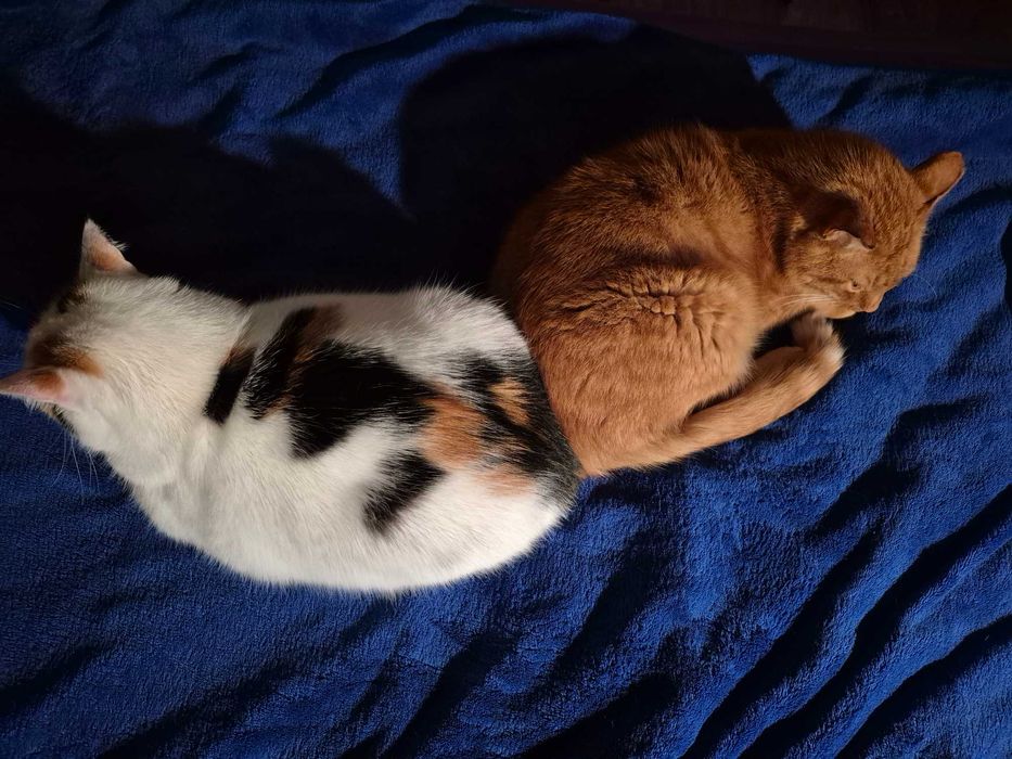 Rudy kocurek szuka swojego miejsca