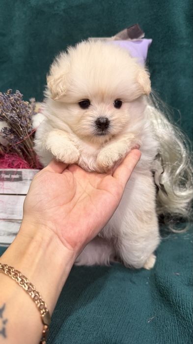 Дизайнерские щенки Pomapoo в продаже