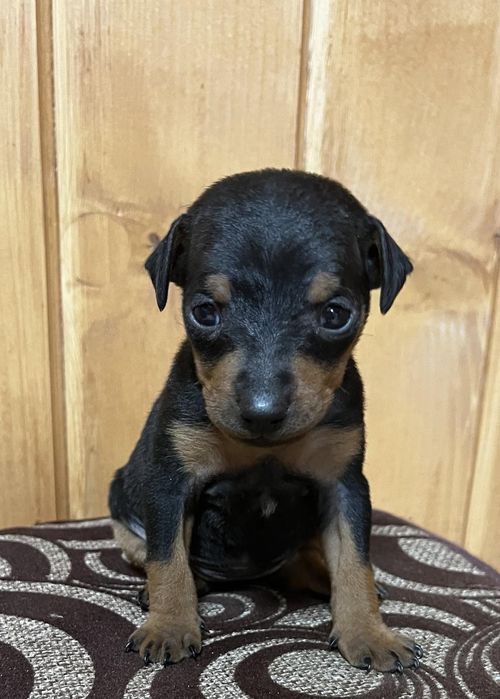 Цуценята Цвергпінчер