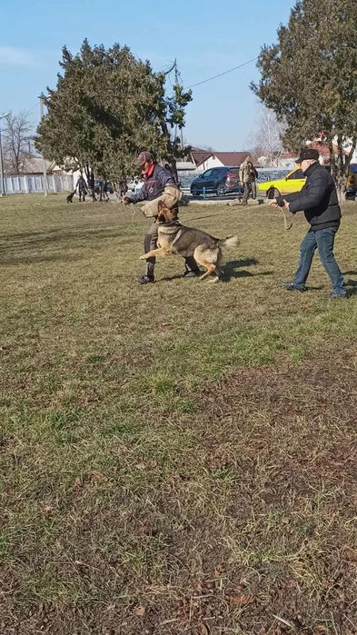 Кобель немецкой овчарки