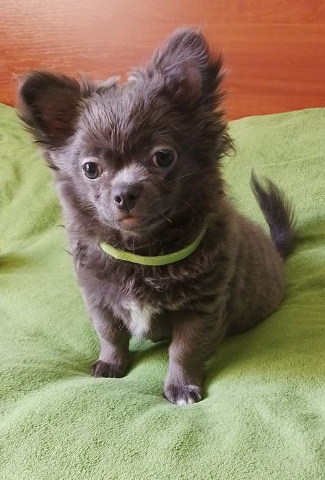 Хлопчик чихуахуа блакитний