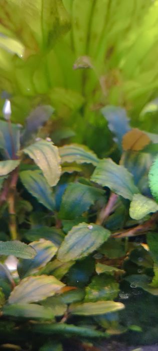 Bucephalandra Shine Blue, przepiękna, kwitnąca, zdrowa