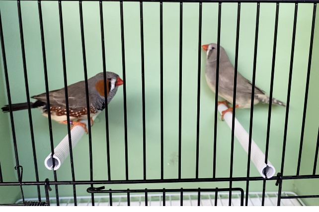 Aves exoticas Diamante mandarim