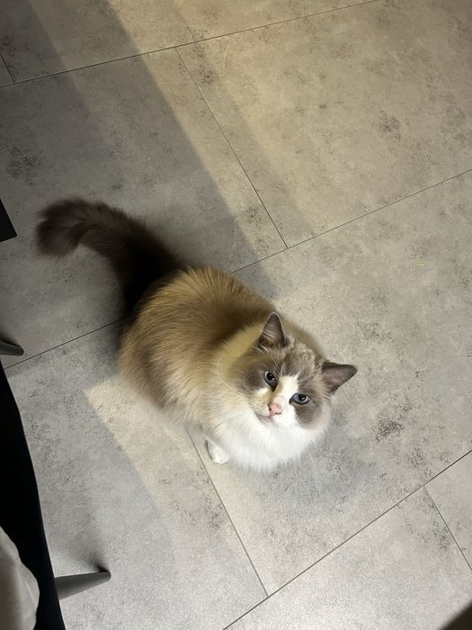 Ragdoll do adopcji