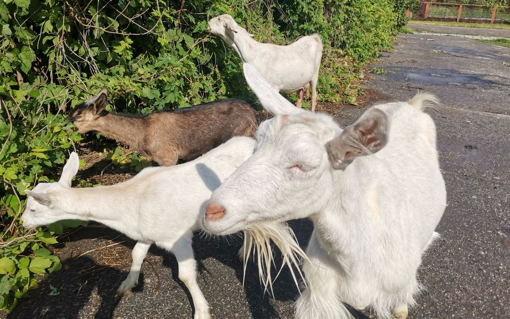 Продаються козенята