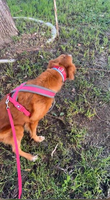 Pet sitting- Alverca do Ribatejo