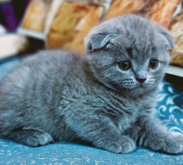 Вислоухие милые котята