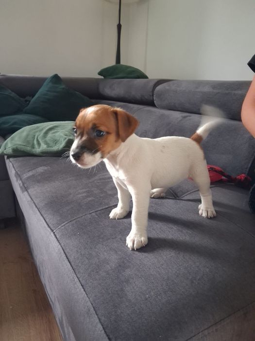 Jack Russell Terrier