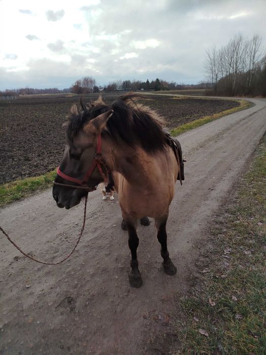 Klacz Konik Polski