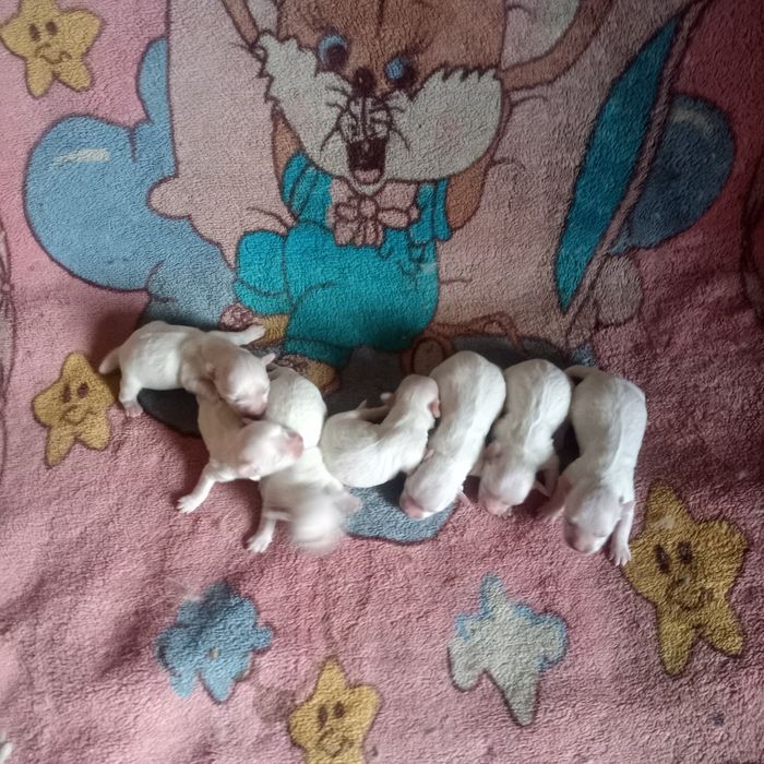 Цуценята мальтійської болонки