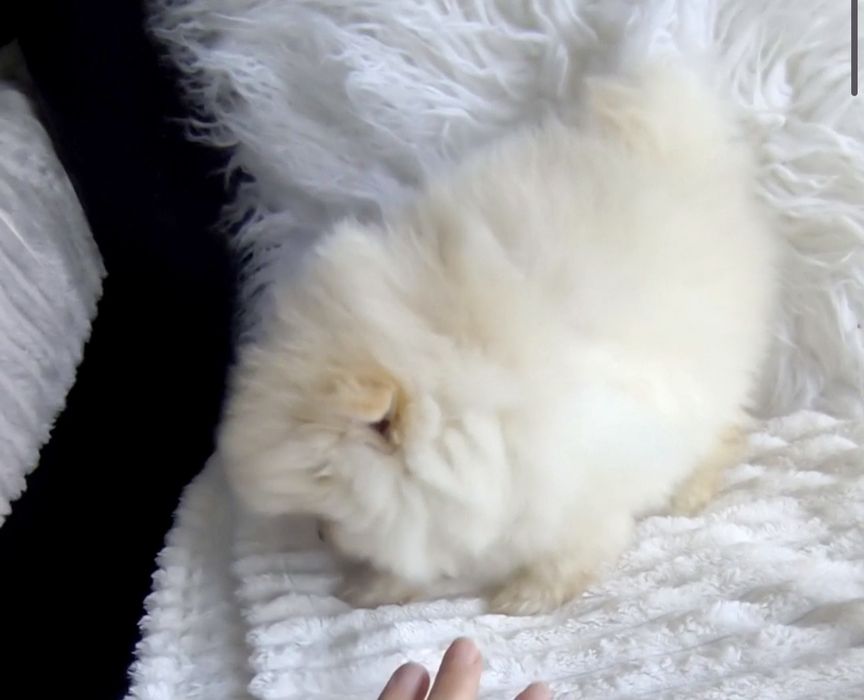 Spitz Anão/ Lulu da Pomerânia  Russo . Mini.. Lop e Afixo Pedigree.Lop