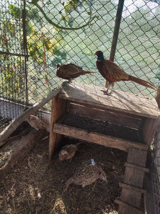 Фазани мисливські...