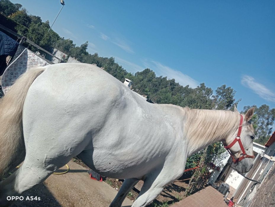 Cavalo com 16 anos