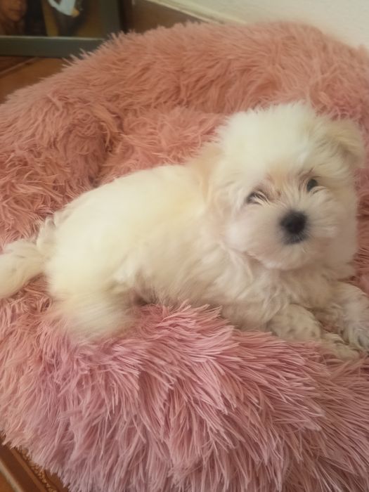 Bichon maltes fêmea lindíssima