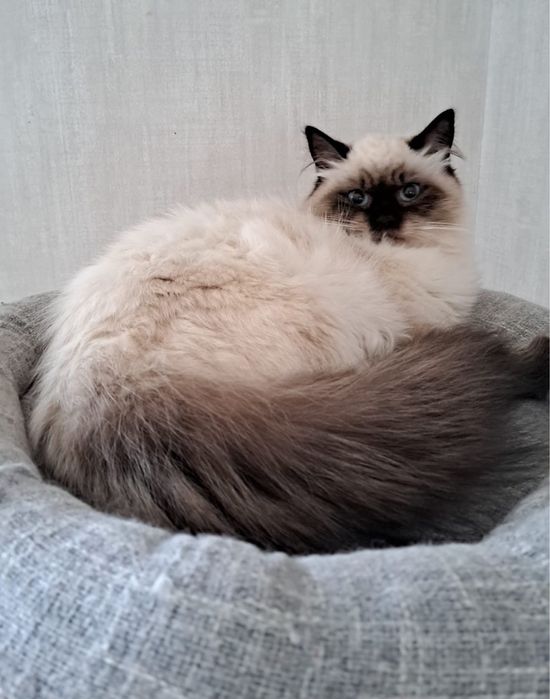 Kotka neva masquerade syberyjska seal point