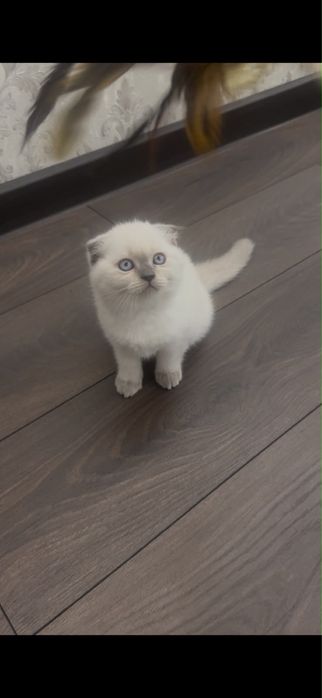 Шотландские котята