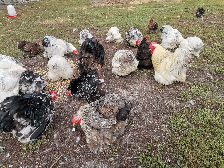 Kochiny miniaturowe koguty