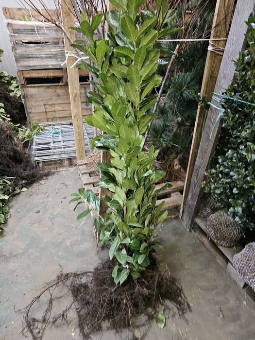 Laurowiśnia Novita goły korzeń